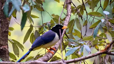 Yellow-billed Blue Magpies