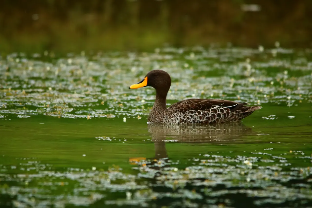 A Yellow-billed Duck In The Green Water
