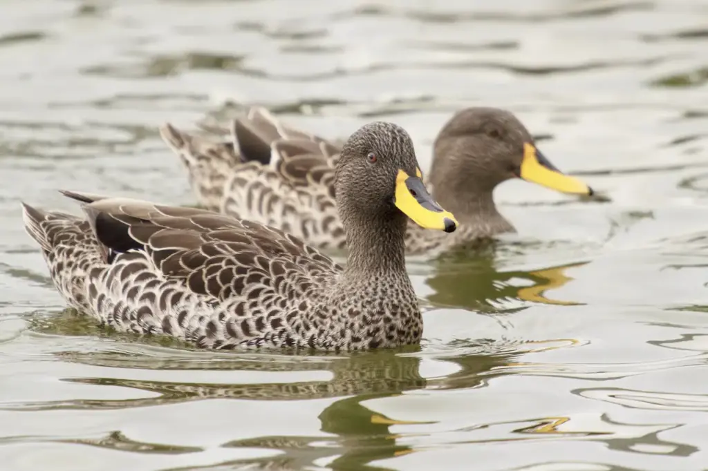Pair of Yellow-billed Ducks on the Water 