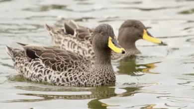 Pair of Yellow-billed Ducks on the Water