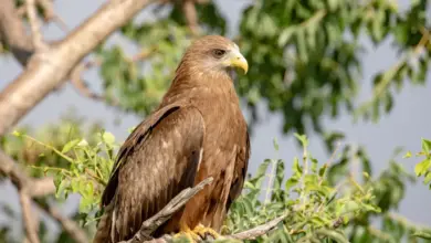 Yellow-billed Kites (Milvus aegyptius) On A Branch In The Kruger National Park