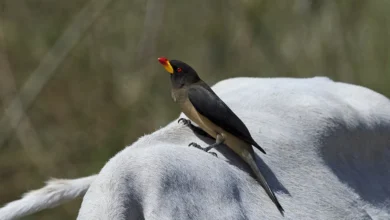Yellow-billed Oxpeckers