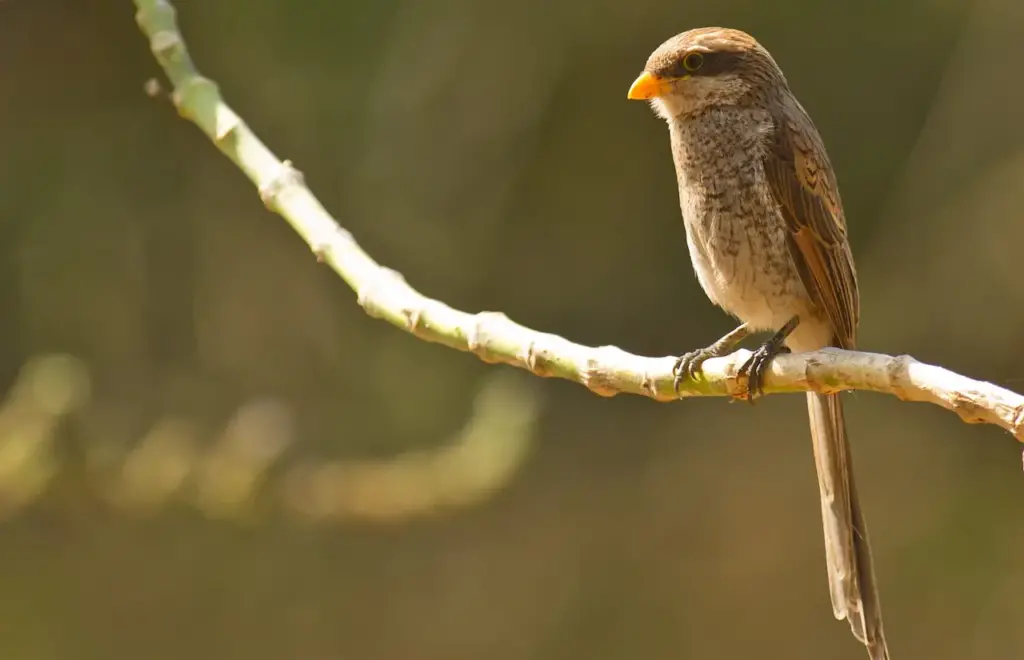 Yellow-billed Shrike Perched on a Branch
