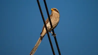 A Bird Perched on a Wire Yellow-billed Shrikes