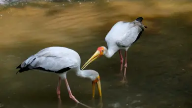 Yellow-billed Storks Drinking Water
