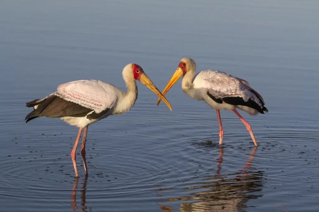 Yellow-billed Storks Wading in Water