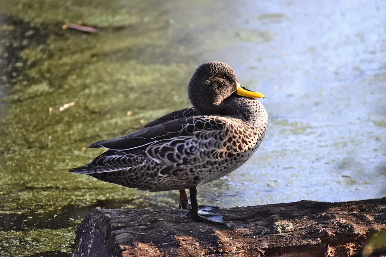 Yellow-billed Teal Soaking In The Sun