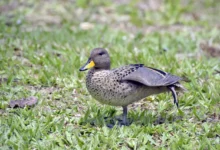 Yellow-billed Teals