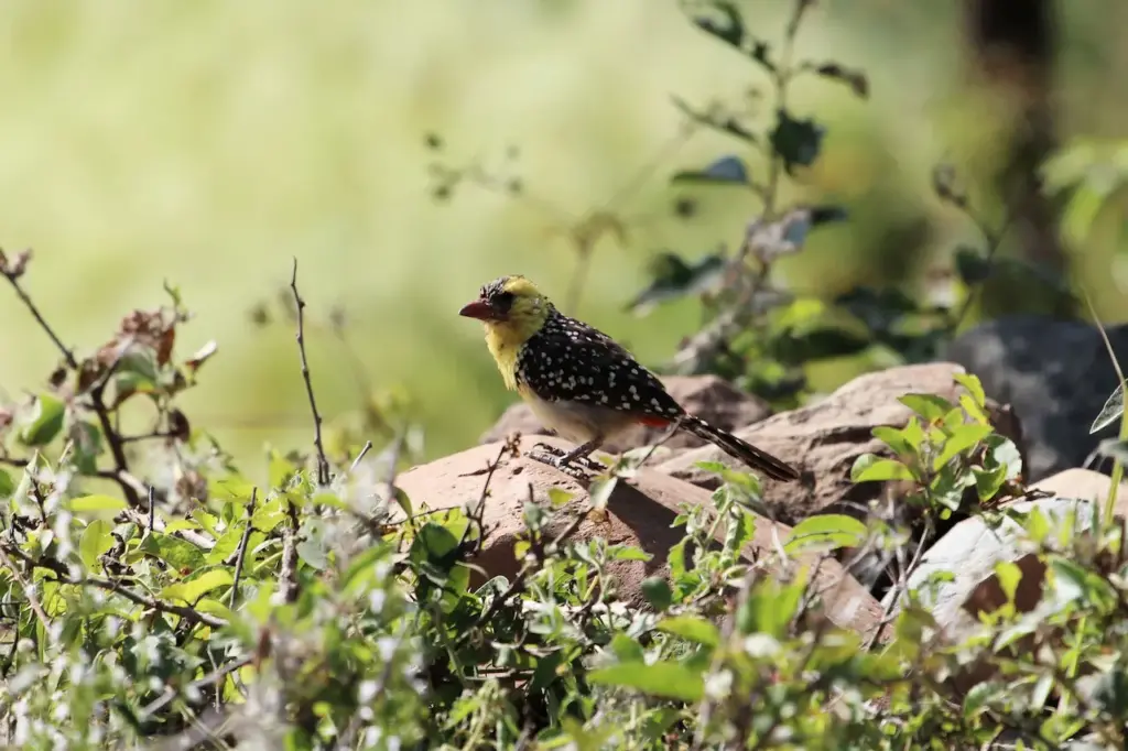 Yellow-breasted Barbets on a Rocks