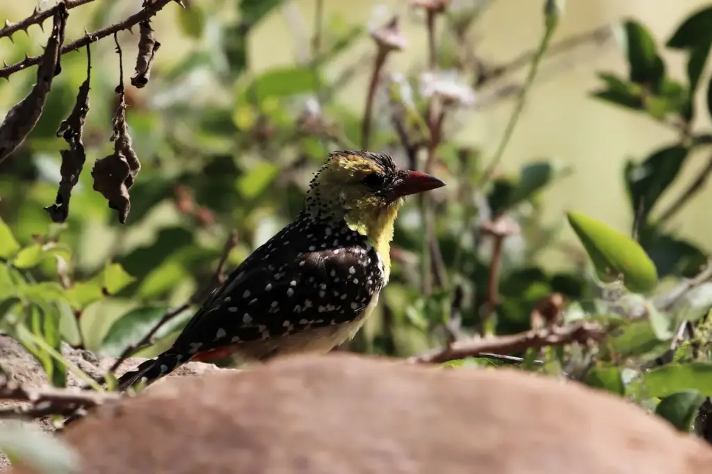 Yellow-breasted Barbets in a Bush 