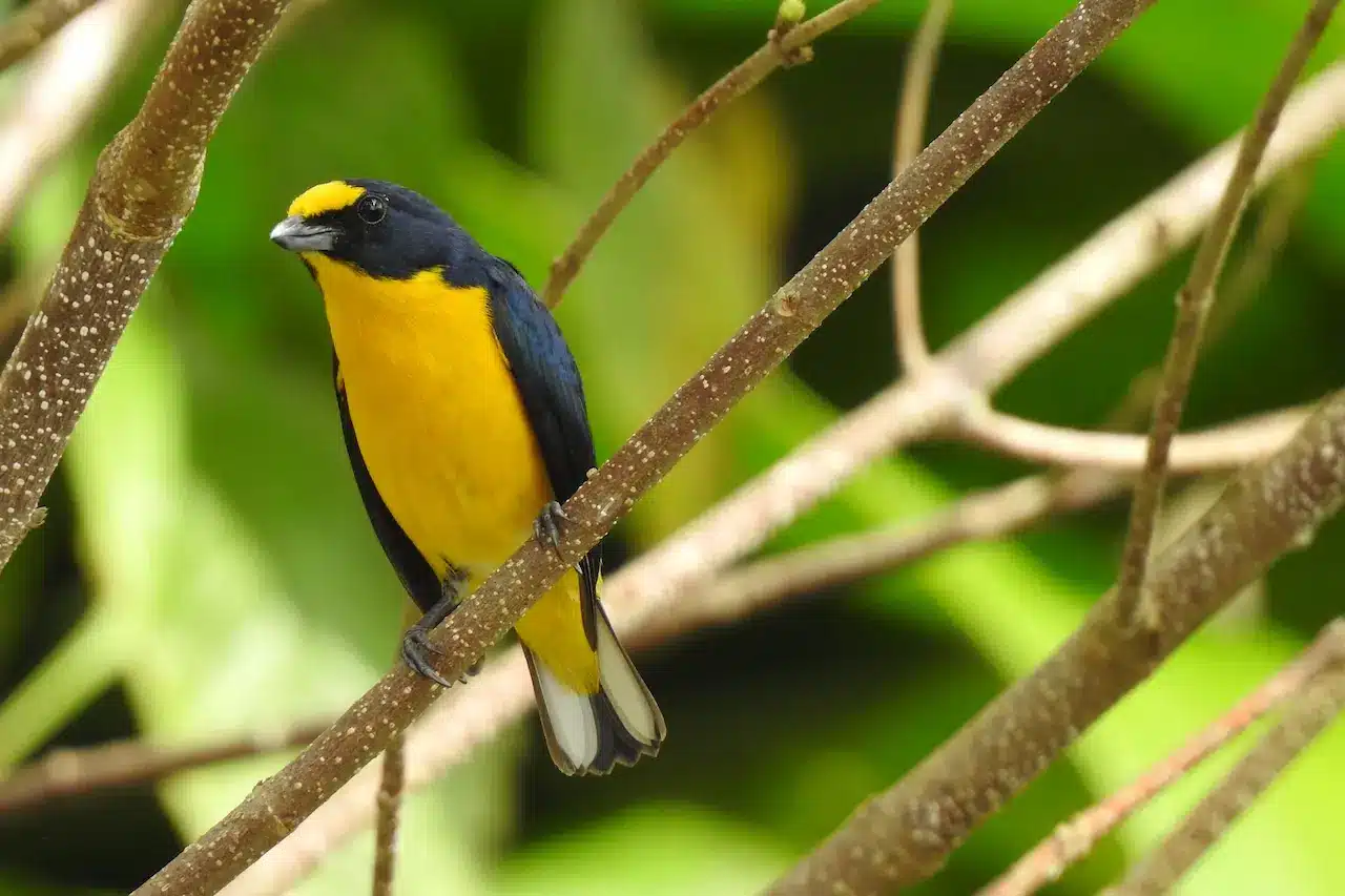 The Yellow-crowned Euphonia Sitting In The Branch Of A Tree