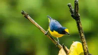 Yellow-crowned Euphonias