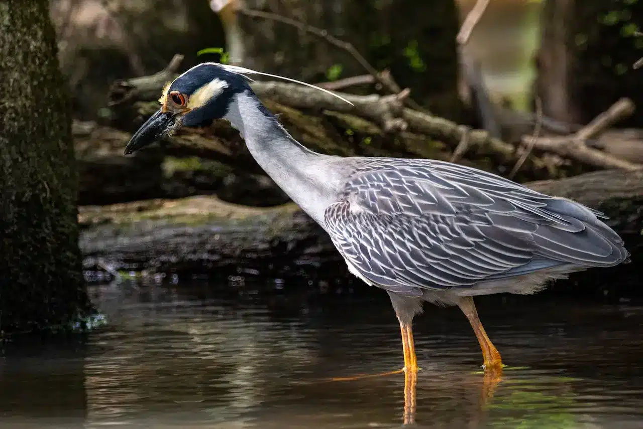 A Yellow-crowned Night Heron In The Water