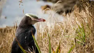 The Yellow-eyed Penguin In The Tall Grass