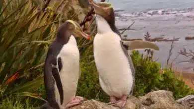 Two Yellow-eyed Penguins Standing on the Rock