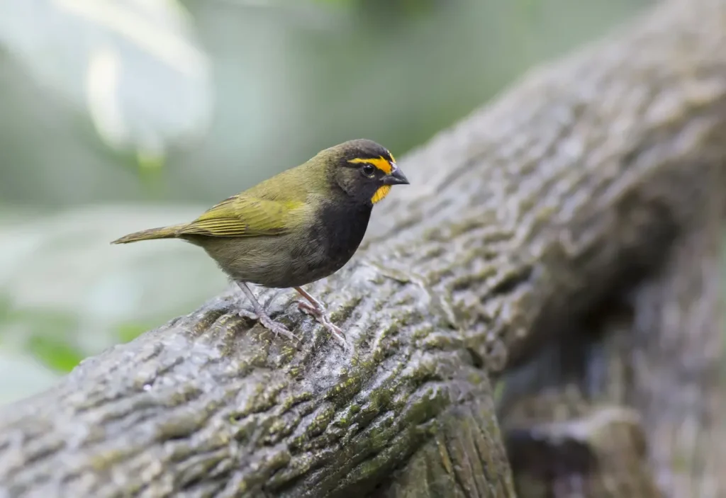 Yellow-faced Grassquits