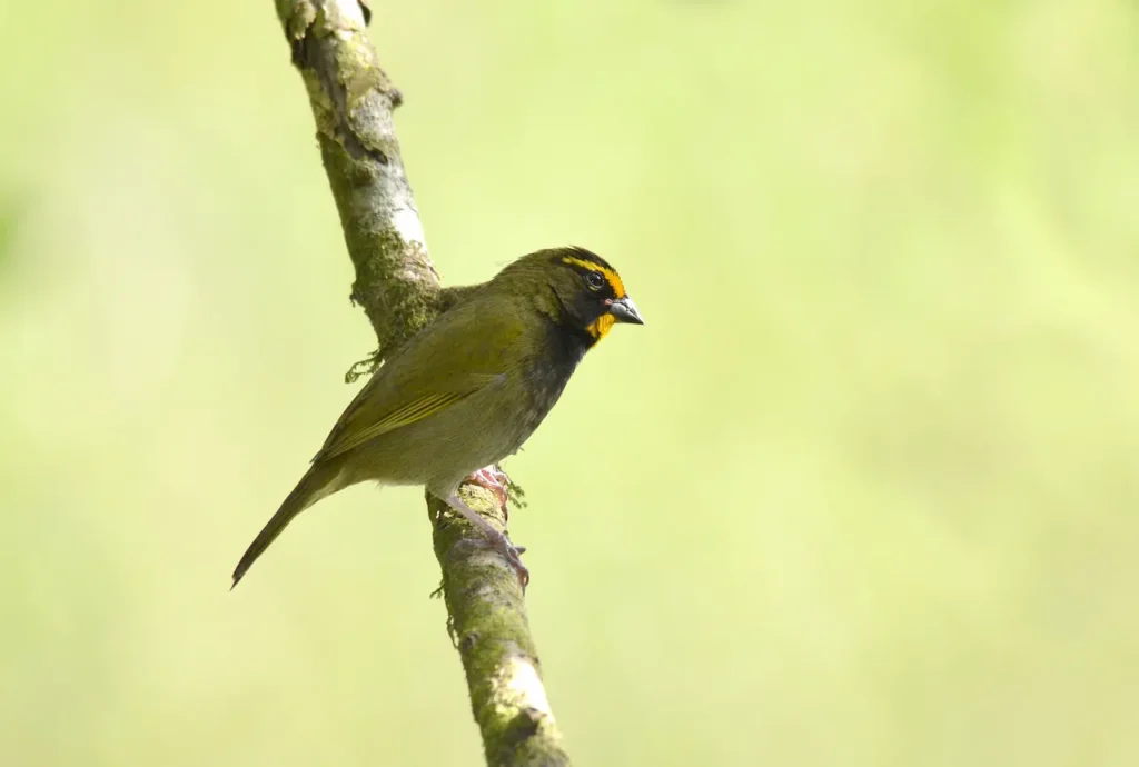 Yellow-faced Grassquits Looking for Prey 