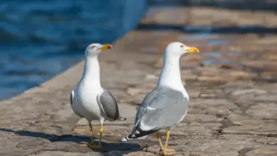 Two Yellow-footed Gulls Standing On Concrete Ground