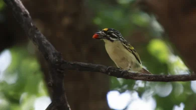 Yellow-fronted Tinkerbirds
