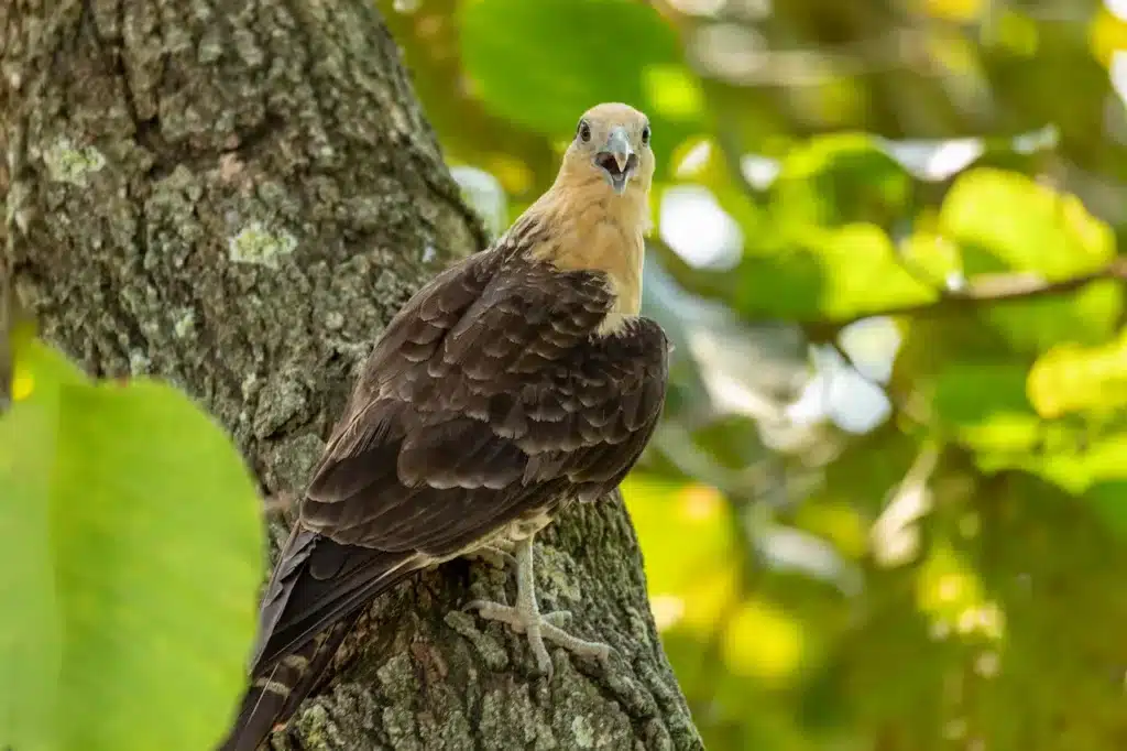 Yellow-headed Caracaras Image 