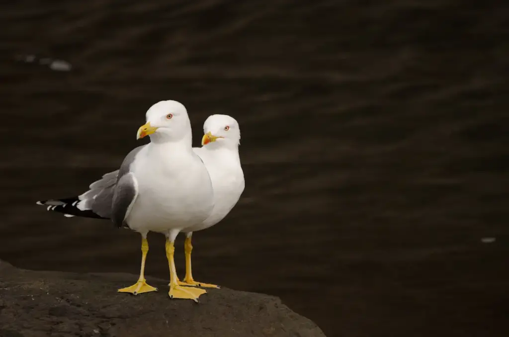 Two Yellow-legged Gulls Standing On A Rock
