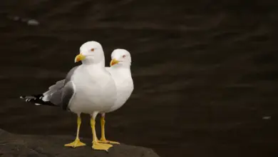 Two Yellow-legged Gulls Standing On A Rock
