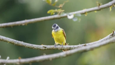 Yellow-margined Flycatchers