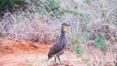The Yellow-necked Spurfowl Looking For Prey