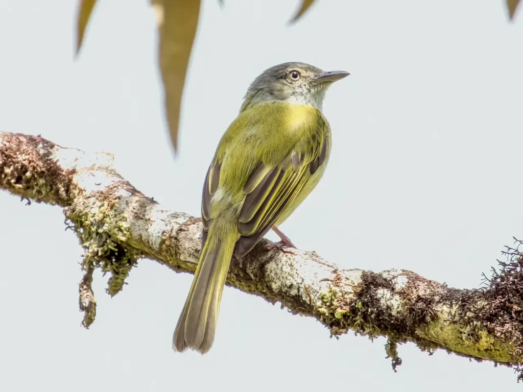 Yellow-olive Flatbill or Yellow-olive Flycatcher