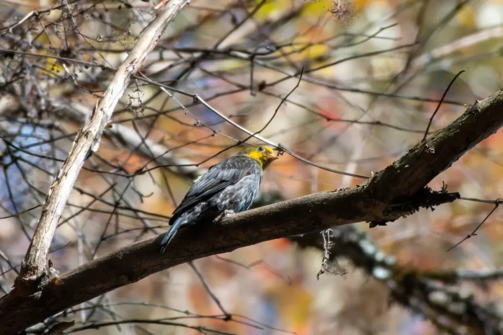 Yellow-rumped Honeyguides into the Woods