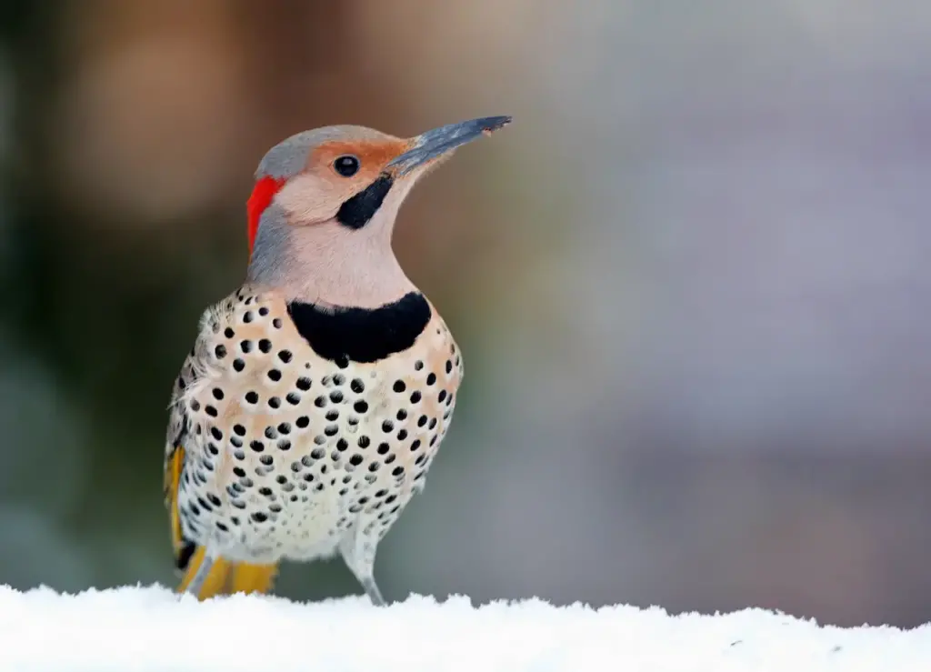 Yellow-shafted Flickers Standing In Snow