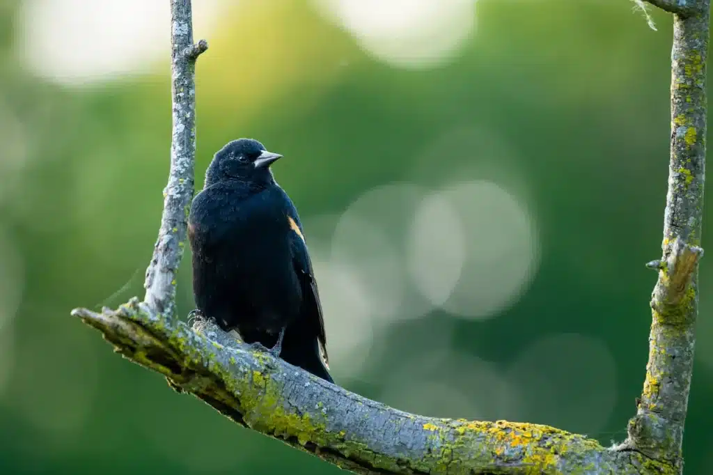 Yellow-shouldered Blackbirds