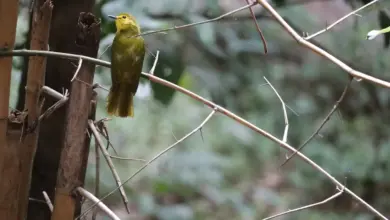 The Yellow-Throated Bulbul Perched On A Thorn