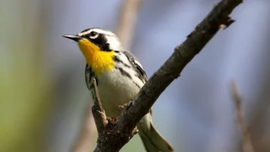 Yellow-throated Warblers on the Tree Branch