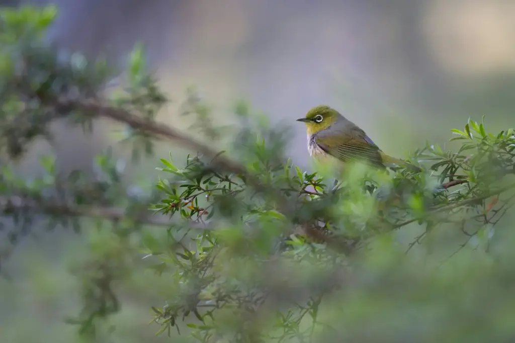 Yellow-throated White-eyes on a Tree