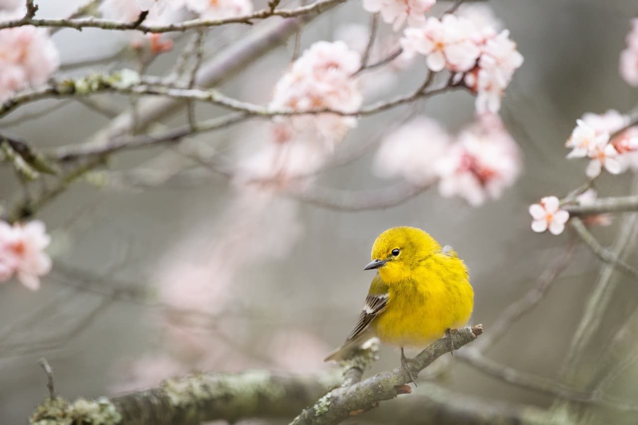 The Yellow-throated warblers Perched Into A Tree Lots Of A Flower