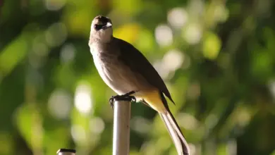 The Yellow-vented Bulbuls Resting In A Standing Metal
