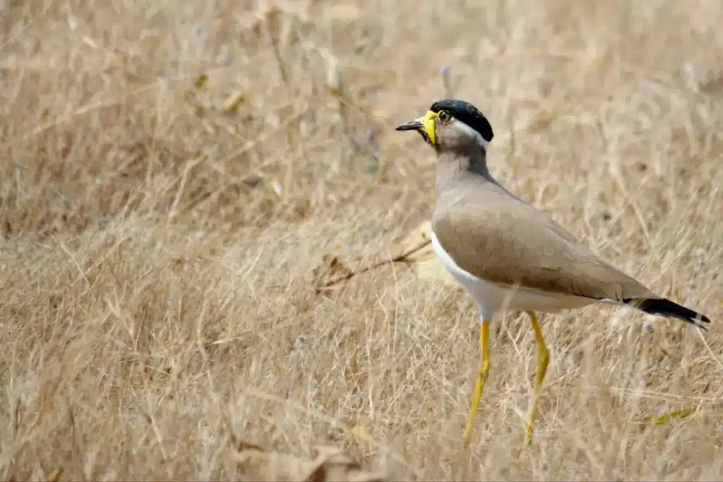 Yellow-wattled Lapwings