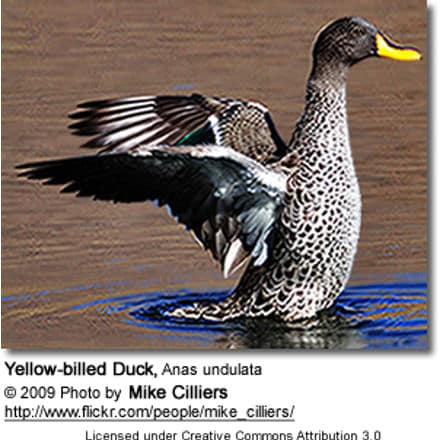 Yellow-billed Duck, Anas undulata