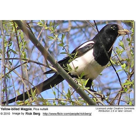 Yellow-billed Magpie, Pica nuttalli