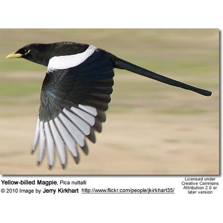 Gold-billed aka Yellow-billed Magpie, Urocissa flavirostris