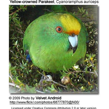 Yellow-crowned Parakeet, Cyanoramphus auriceps