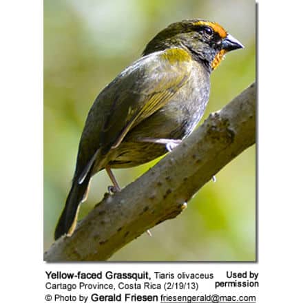 Yellow-faced Grassquits (Tiaris olivaceus)