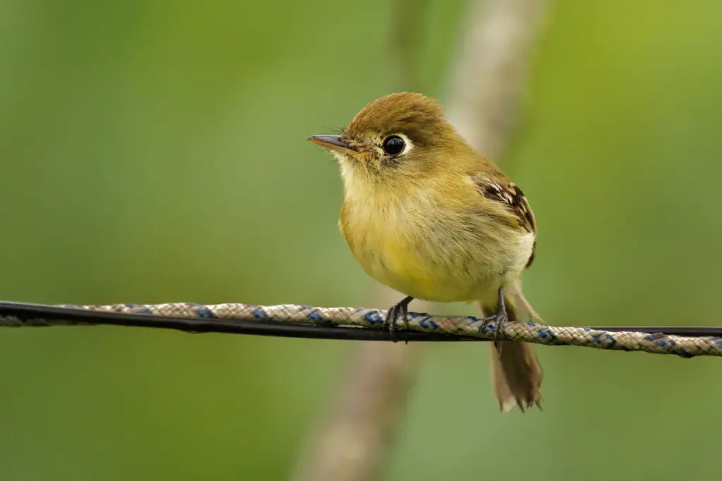 Yellowish Flycatchers Perched on a Wire