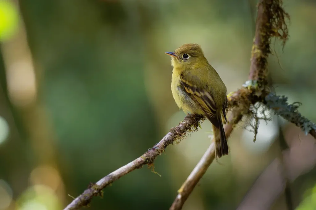 Yellowish Flycatchers Image 