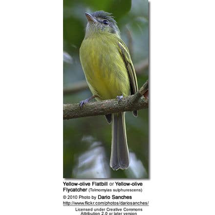 Yellow-olive Flatbill or Yellow-olive Flycatcher (Tolmomyias sulphurescens)