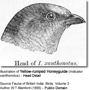 Illustration of Yellow-rumped Honeyguide (Indicator xanthonotus) - Head Detail