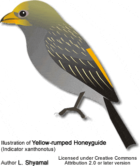 Illustration of Yellow-rumped Honeyguide (Indicator xanthonotus)