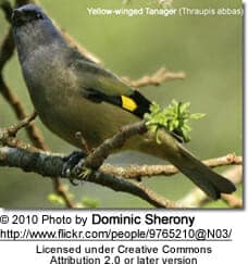 Yellow-winged Tanager (Thraupis abbas)