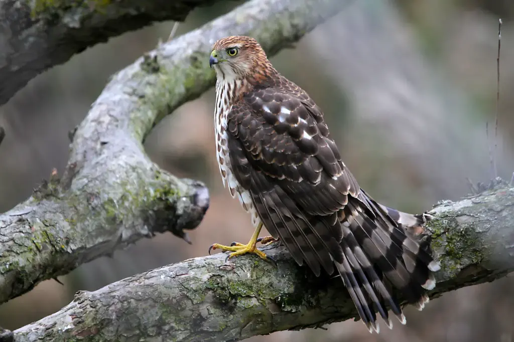 Young Cooper`s Hawks on a Tree 